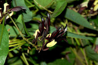 7 Graines de Pois Corail Noir, Kennedia nigricans