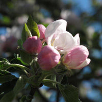 Graines Pommier commun, Malus communis var. bittenfelder