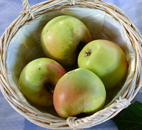 Graines Pommier commun, Malus communis var. bittenfelder