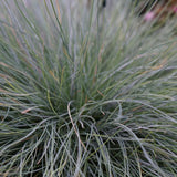 50 Graines de Festuca Glauca Blue Select, Fétuque Bleue