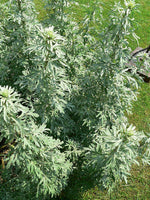 30 Graines d'Absinthe Artemisia absinthium Armoise Plante Vivace aux Fleurs Jaunes