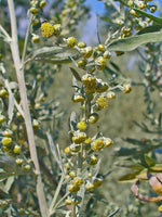 30 Graines d'Absinthe Artemisia absinthium Armoise Plante Vivace aux Fleurs Jaunes