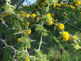 Graines Mimosa Odorant, Acacia Karroo