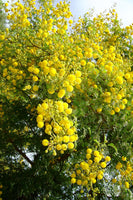 Graines Mimosa Odorant, Acacia Karroo