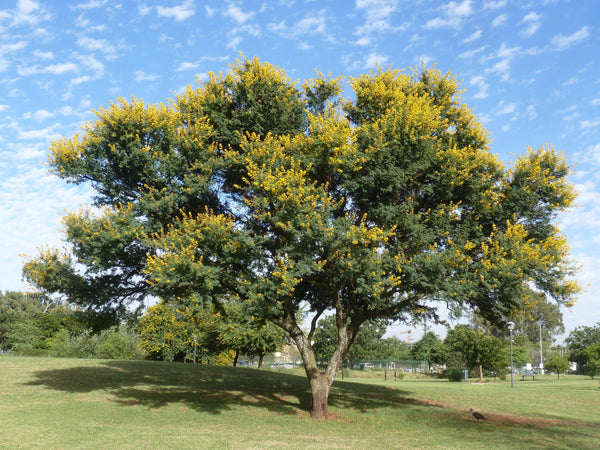 Graines Mimosa Odorant, Acacia Karroo