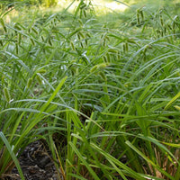 25 Graines de Carex Comosa, Carex à Toupet