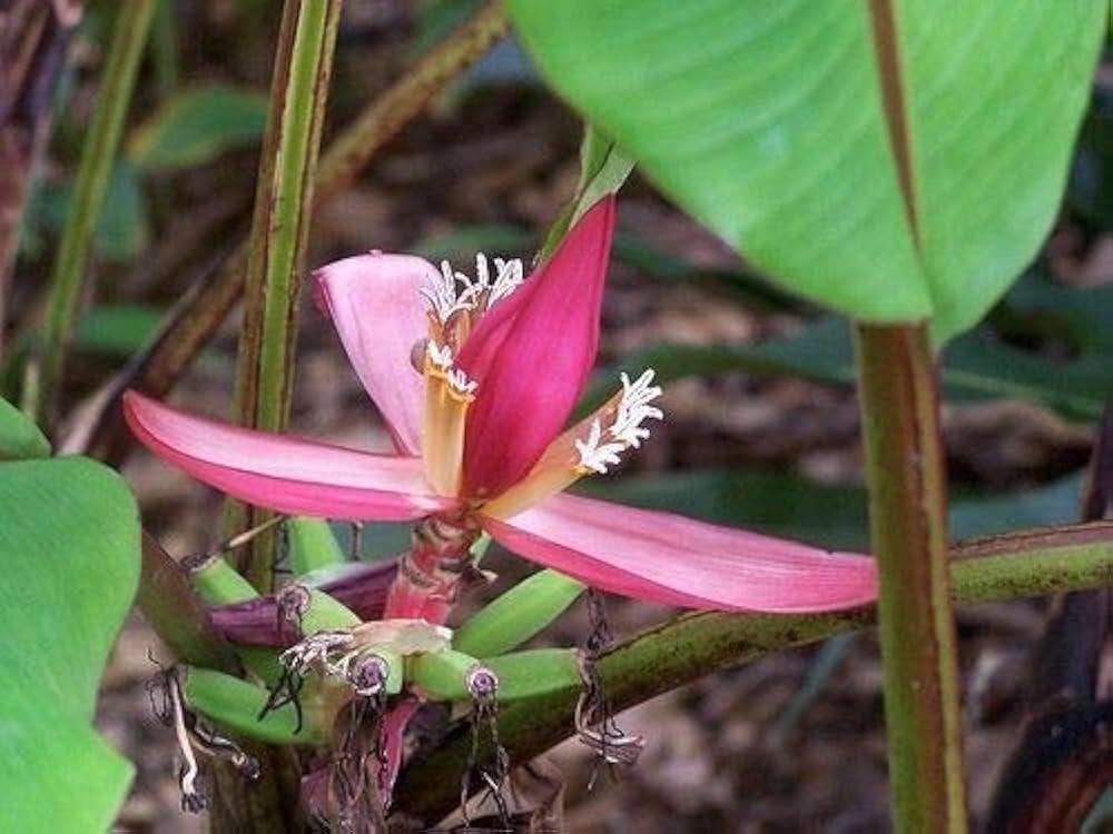 Graines Musa mannii, Bananier – NinaSeeds
