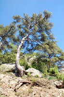 Graines de Pinus Nigra Salzmannii, Pin Noir d'Espagne