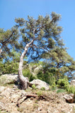 Graines de Pinus Nigra Salzmannii, Pin Noir d'Espagne