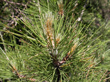 Graines de Pinus Nigra Salzmannii, Pin Noir d'Espagne