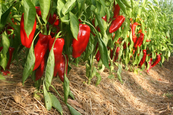 25 Graines de Poivron Doux Corno di Toro Rosso, Capsicum annuum