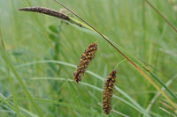 25 Graines de Carex Flacca, Laiche Glauque