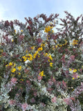 Graines de Acacia Baileyana Purpurea, Mimosa de Bailey pourpre