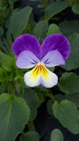 40 graines Viola Tricolor, Pensée Sauvage