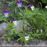 40 graines Viola Tricolor, Pensée Sauvage