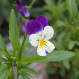 40 graines Viola Tricolor, Pensée Sauvage