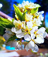 Graines Prunus Avium, Cerisier "Rainer" Bio