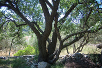 Graines de Prunus Dulcis var. Marcona, Amandier