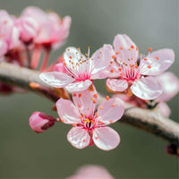 Graines de Prunus Dulcis var. Marcona, Amandier