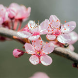 Graines de Prunus Dulcis var. Marcona, Amandier