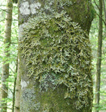 Graines Fagus sylvatica, Hêtre commun