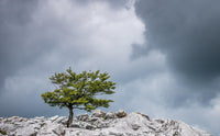 Graines Fagus sylvatica, Hêtre commun