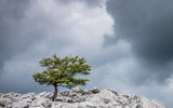 Graines Fagus sylvatica, Hêtre commun