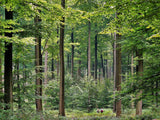 Graines Fagus sylvatica, Hêtre commun