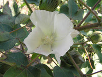 Graines de Cotonnier, Gossypium herbaceum, Cotonnier herbacé