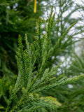 Graines Cryptomeria japonica, Cryptomère du Japon, Cèdre du Japon, idéal Bonsaï