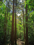 Graines Cryptomeria japonica, Cryptomère du Japon, Cèdre du Japon, idéal Bonsaï