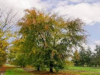 Graines Orme de Chine, Ulmus Parvifolia, Orme Champêtre, idéal Bonsaï