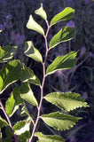 Graines Orme de Chine, Ulmus Parvifolia, Orme Champêtre, idéal Bonsaï