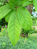 Graines de Mespilus germanica, Néflier Commun, Néflier d'allemagne, Mêlier