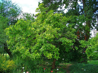 Graines de Mespilus germanica, Néflier Commun, Néflier d'allemagne, Mêlier