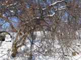 Graines de Mespilus germanica, Néflier Commun, Néflier d'allemagne, Mêlier