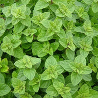 25 Graines d'Origan Grec, Origanum Vulgare Hirtum