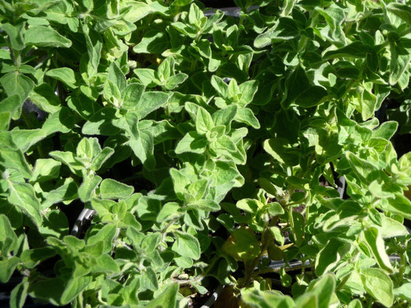 25 Graines d'Origan Grec, Origanum Vulgare Hirtum