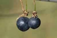 3 Graines de Passiflora Suberosa, Passiflore de Corkystem, Meloncillo