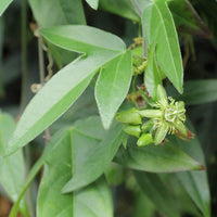 3 Graines de Passiflora Suberosa, Passiflore de Corkystem, Meloncillo