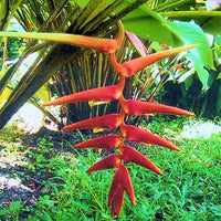 10 Graines de Heliconia Sclerotricha