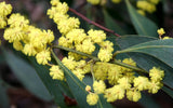 Graines Acacia Obliquinervia, Caryer de montagne