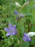 Graines de Campanule Gantelée Campanula Trachelium Fleurs Violettes Ortie Bleue Plante Vivace Campanule à feuilles d'ortie