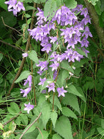 Graines de Campanule Gantelée Campanula Trachelium Fleurs Violettes Ortie Bleue Plante Vivace Campanule à feuilles d'ortie