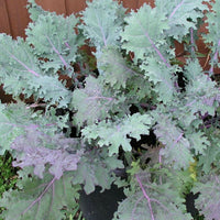 50 Graines Chou Kale Red Russian, Brassica Napus