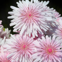 25 Graines de Crepis Rubra Mix, Crépide