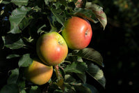 Graines de Pommier commun, Malus pumila