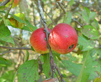 Graines de Pommier commun, Malus pumila