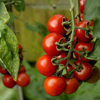 20 Graines de Tomate Alicante Rouge