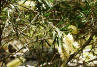 Graines Callistemon sieberii, Rince-bouteille